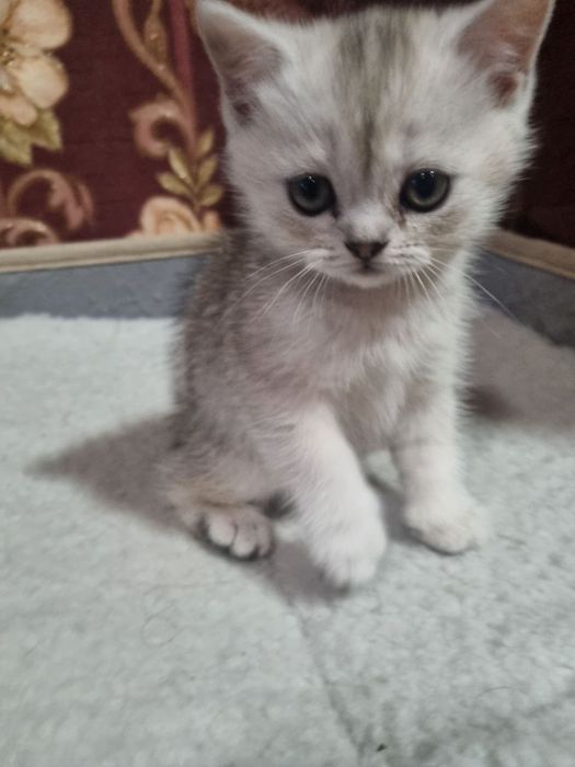 Serebristiy shinshilalar sotiladi