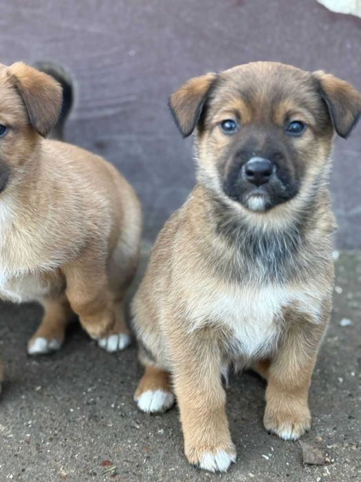 Очаровательные щенки в добрые руки
