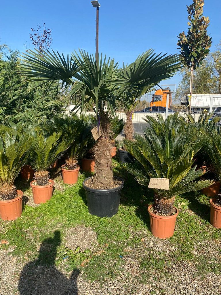 Palmierii trachicarpus Fortunei și cycas revolut