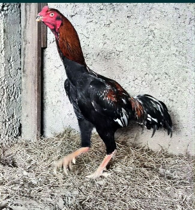 Бойцовый дакан 1+1