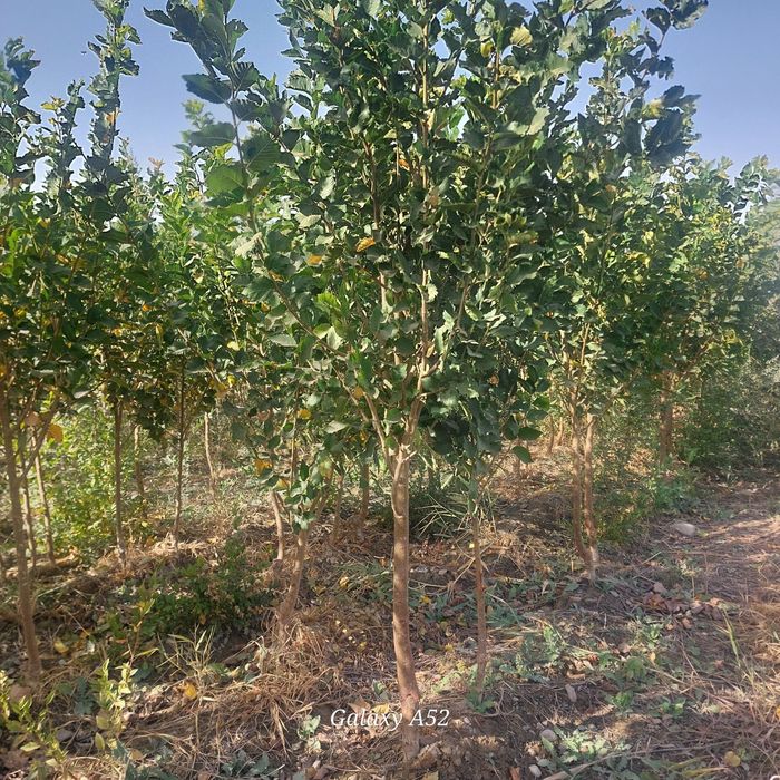 Гужум, Сада қайрағоч, Ясин