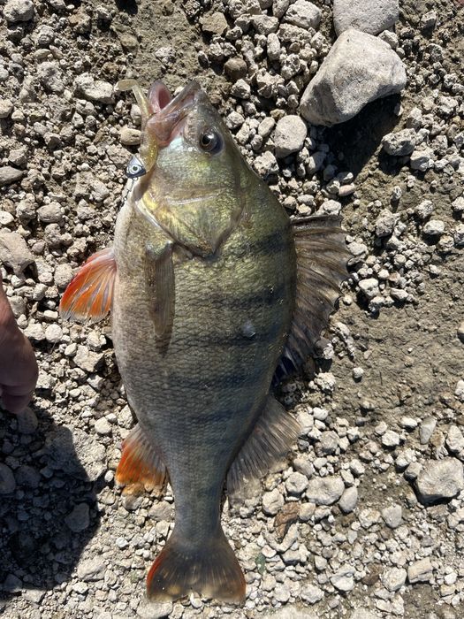 Силиконови примамки Blood Minnow