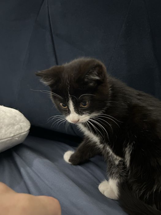 Котенок в хорошие руки