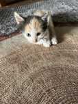 Котята бесплатно