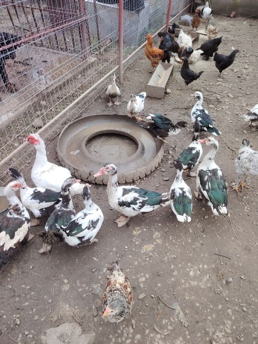 Vând boboci de rață