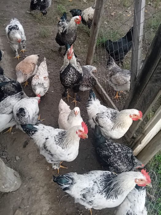 Vând cocoși crescuți la curte
