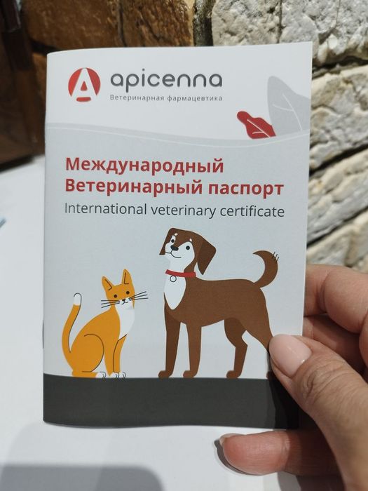 Скотиш страйт мальчик