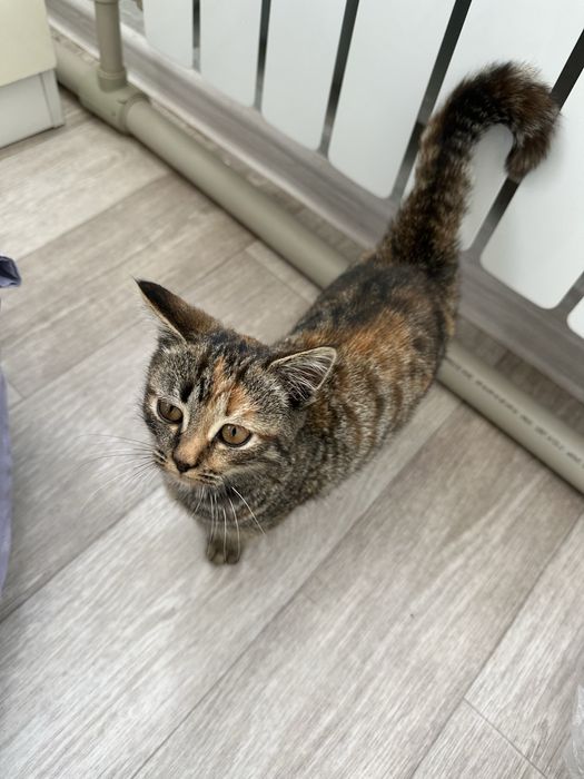 Продам кошку мальчик