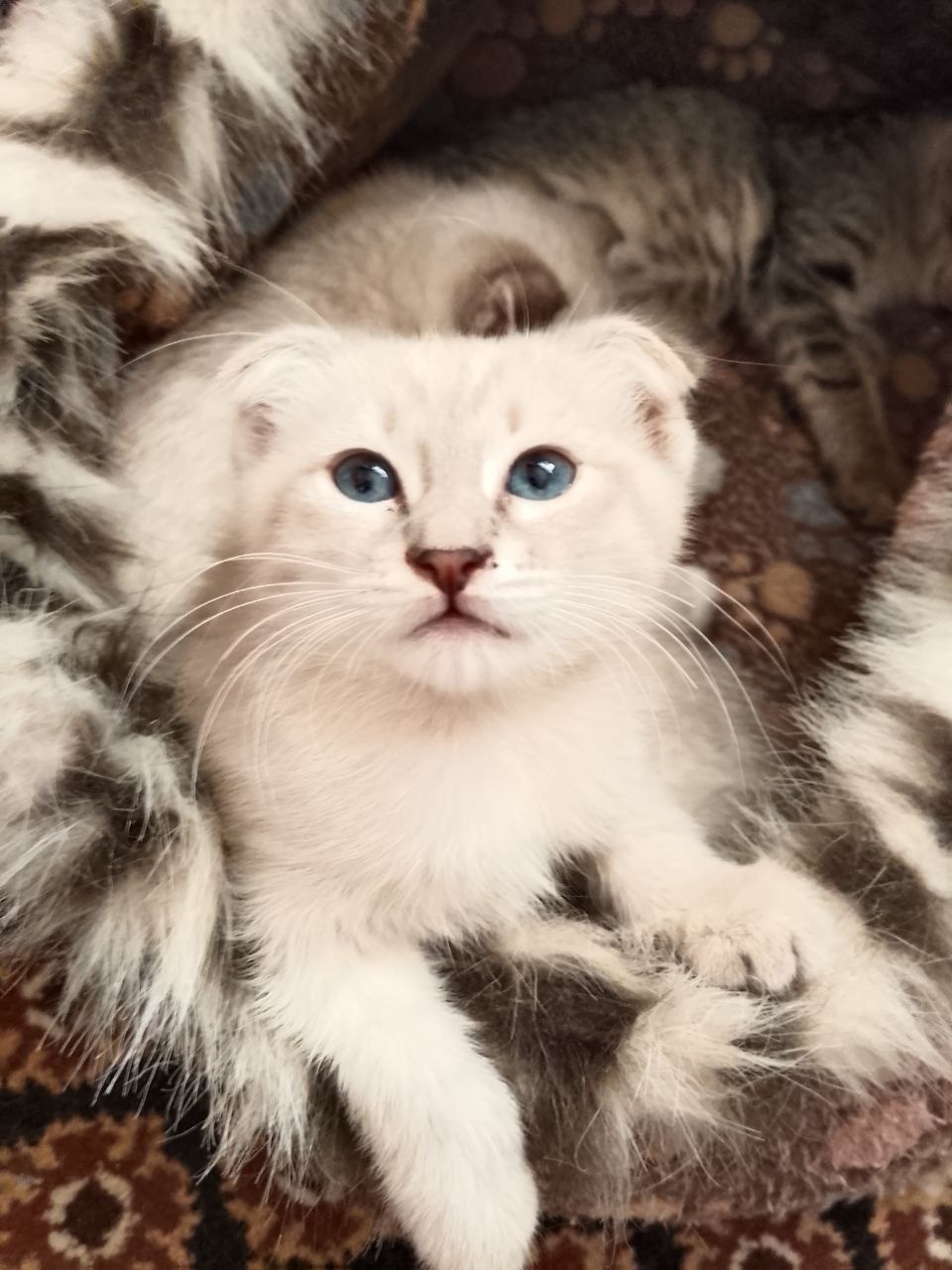 Продаются веслоухие котята