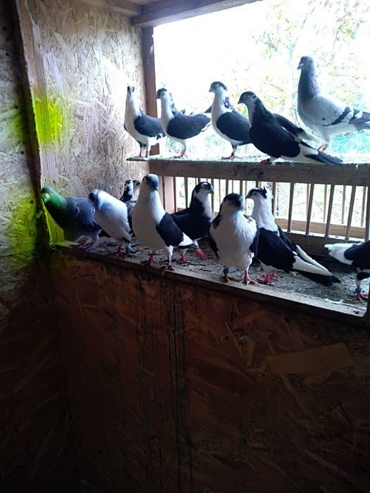 Vând jucători de galați