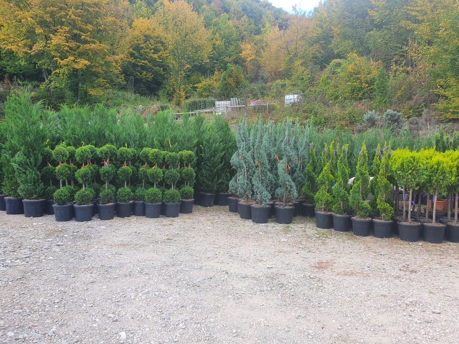 Vând plante ornamentale diferite specii