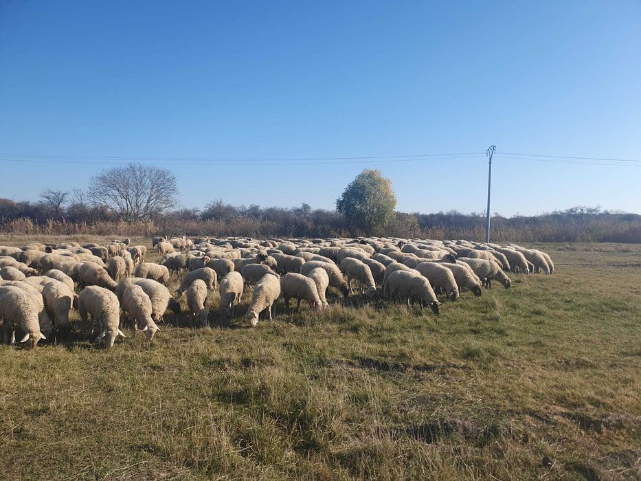 Vand 400 oi de carne, gestante,