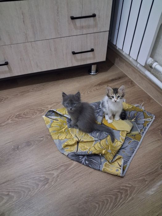 Котята хорошенькие ищут ручки