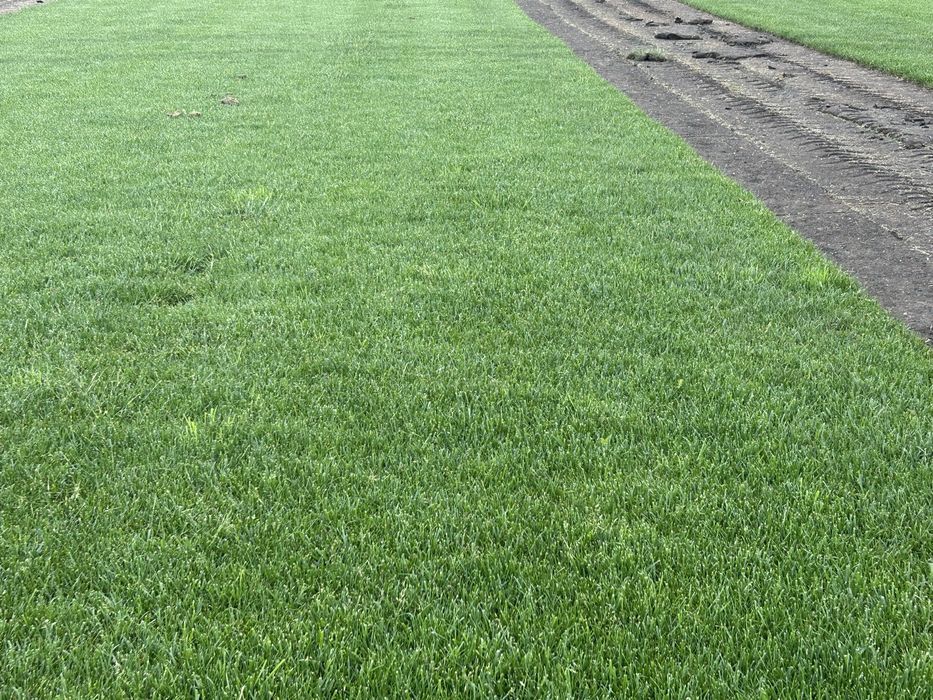 Rulouri de gazon-Rustic