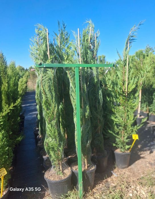 Leylandii chiparos la ghiveci livrare oriunde in tara