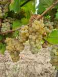 Struguri de vanzare, plantatie proprie