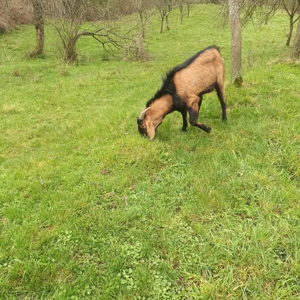 Vând capre de rasă, 10 bucă sau schimb cu mașină. ți + 2 țapi
