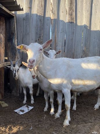 Зааненские породистые дойные козы молочные козы