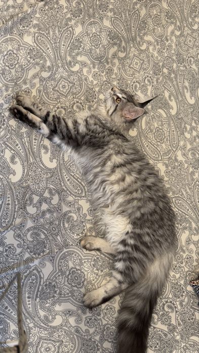 Femela Maine Coon black tabby