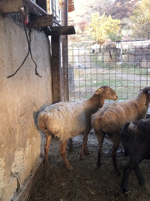 Продам 14 хороших баранов