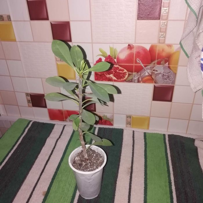 Цветущий молочай Милля.