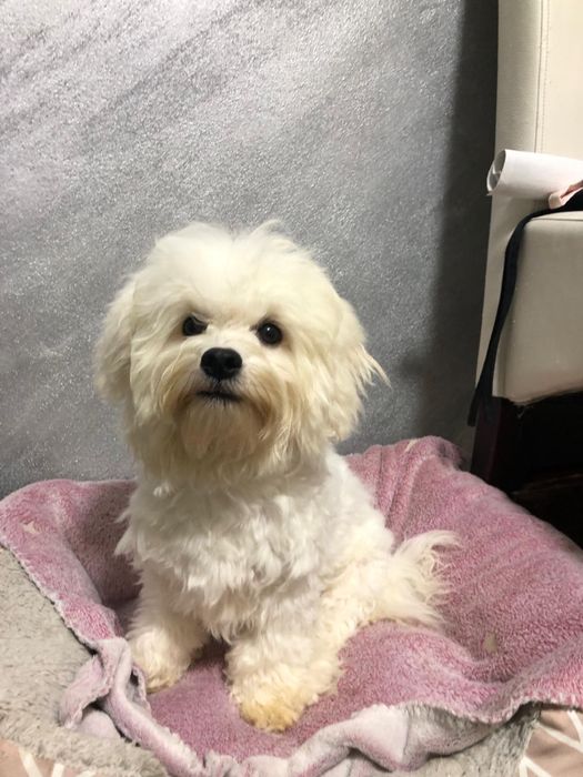Cățeluș din rasa Bichon Frise, Mascul