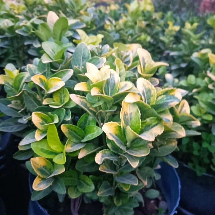 Бересклет кучатлари