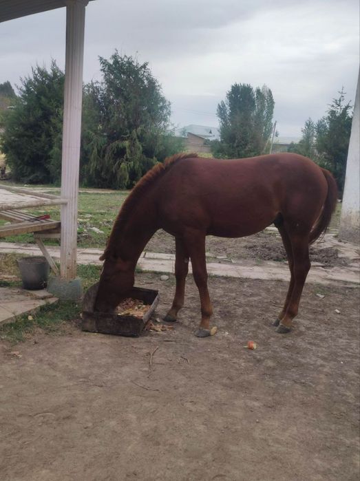 Ot sotiladi Ayg'ir Bir yarim yosh boyi 150balan