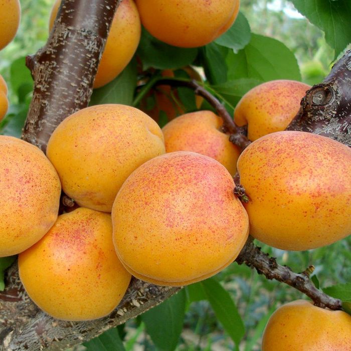 Pomi Fructiferi stravechi din glia stamoseasca soiuri de Cais