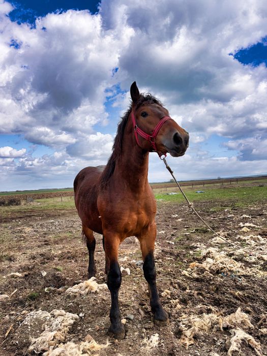 Vand manz de un an jumate