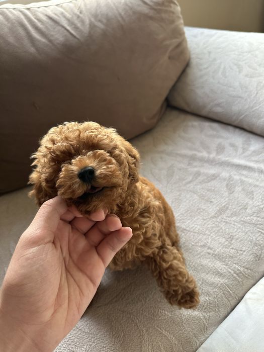 Продавам чистокръвен Той Пудел/Toy Poodle