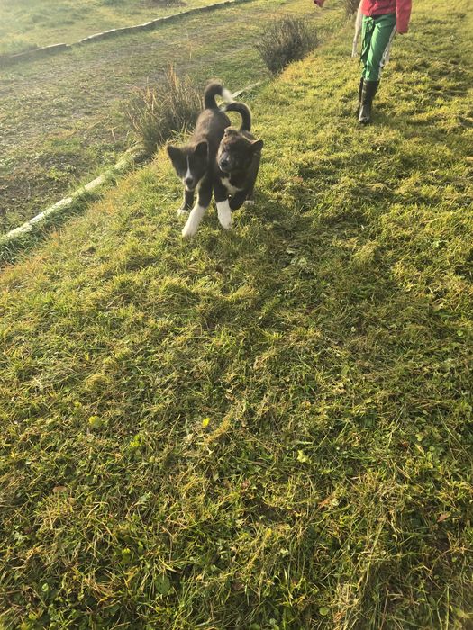 Akita Inu Japonez, donatie