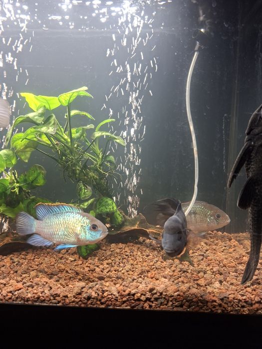 Acvariu complet ciclide