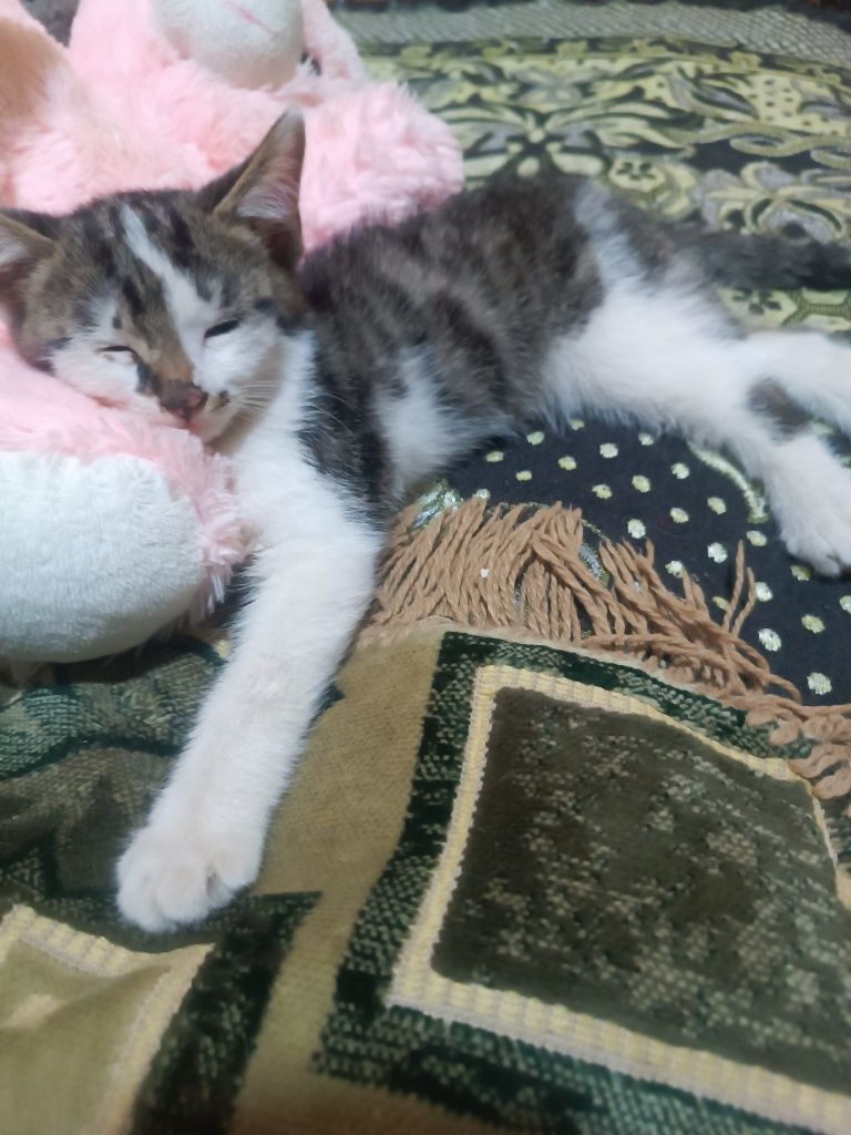 Отдам Котенка в добрые руки