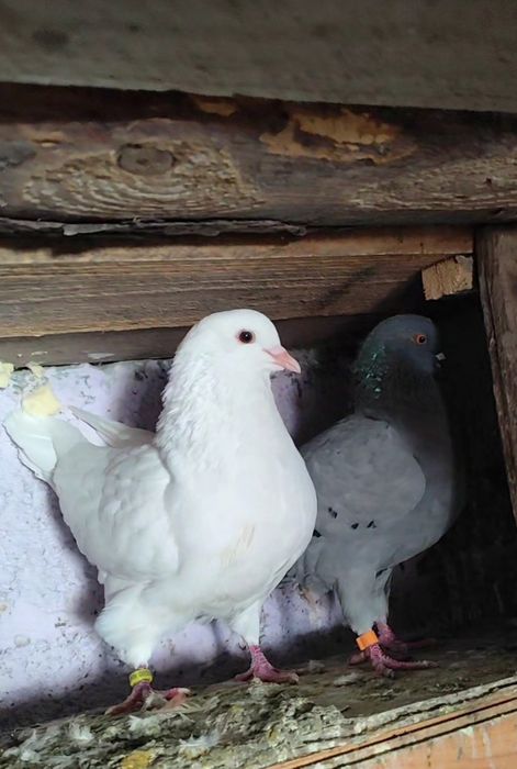 De vânzare porumbei