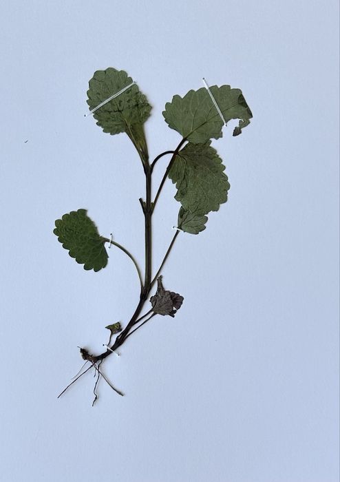 Морфологичен Хербарий 20бр