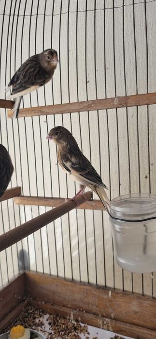 Молодые самцы-кенары Арлекины (мозаик)/ Молодой Арлекин (мозик)