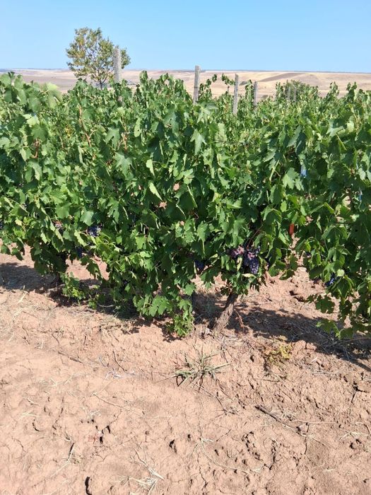 Vând struguri pt vin