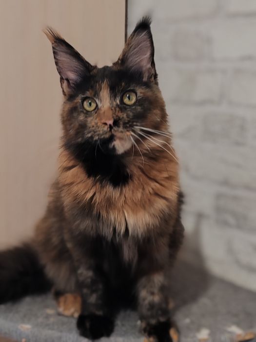 Продается кошечка стерильная 7мес. Мейн кун