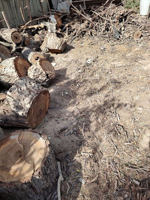 Орешина дрова срубленная