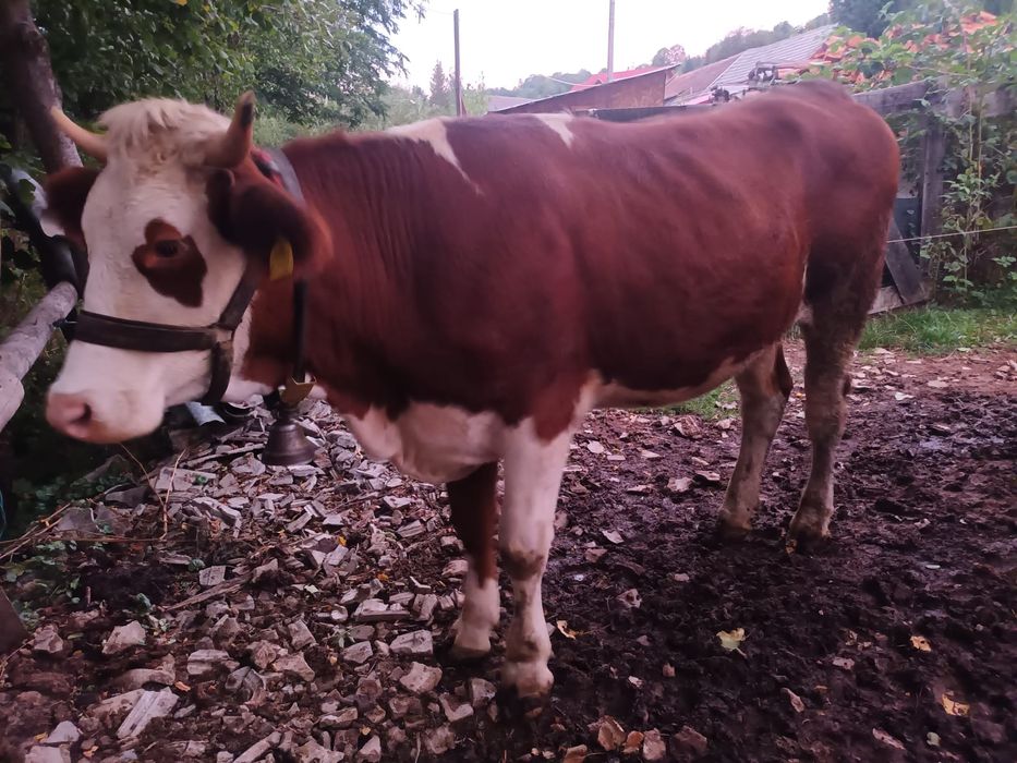 Vând 2 juninci gestante