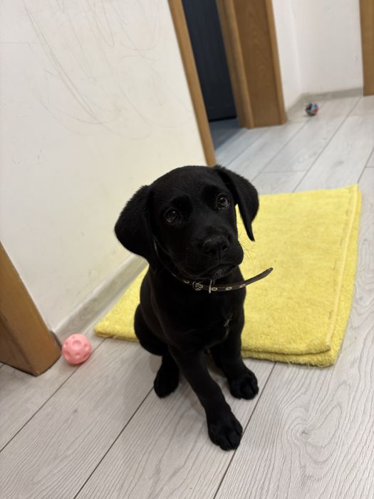 Продам щенка Лабрадора