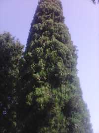 Кипарѝс, дърво (Cupressus sempervirens)