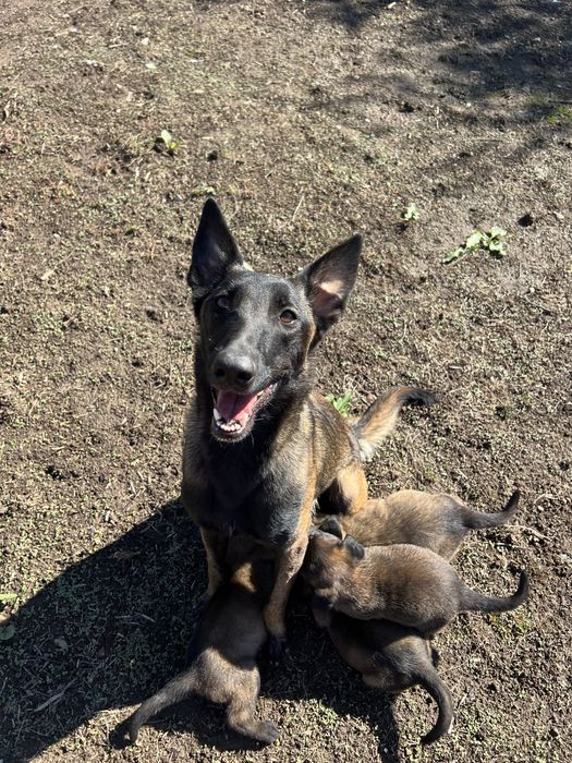 Ciobanesc belgian malinois