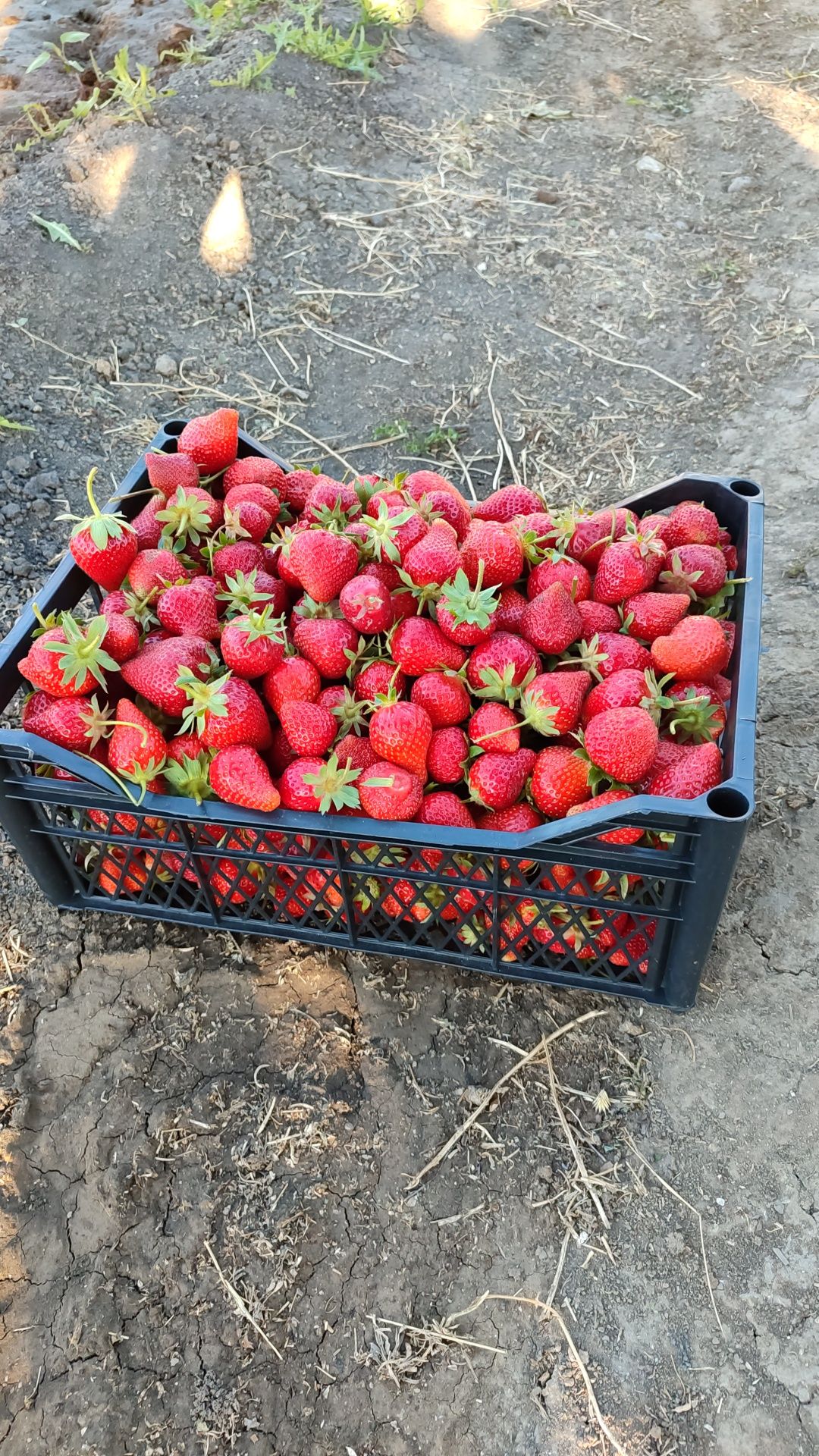 Продам дачу с домом С/о Химик