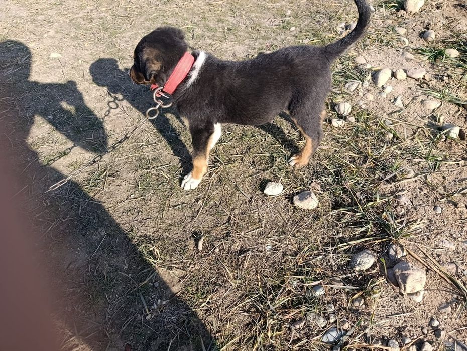 Сатылады жақсы күшік