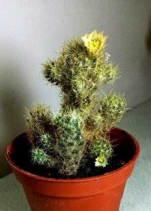 Продам.  Кактусы. Маммиллярия.