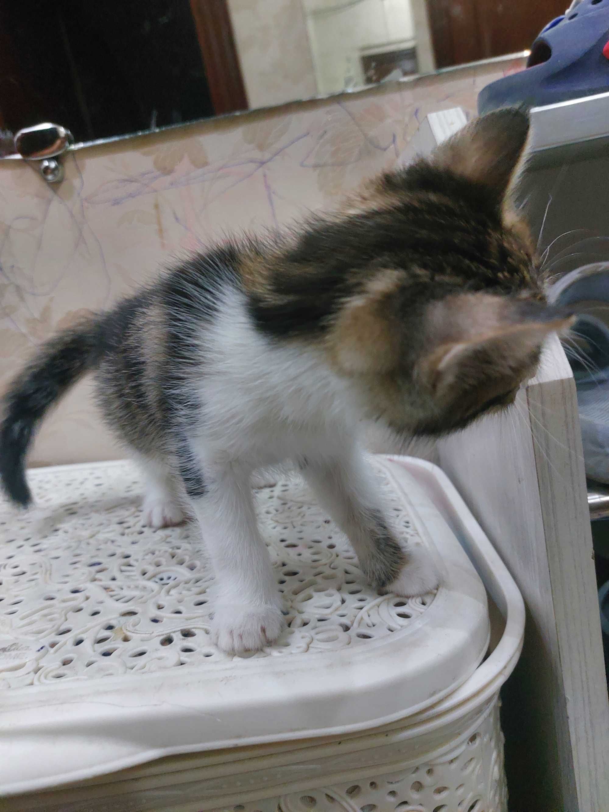 Котята бесплатно