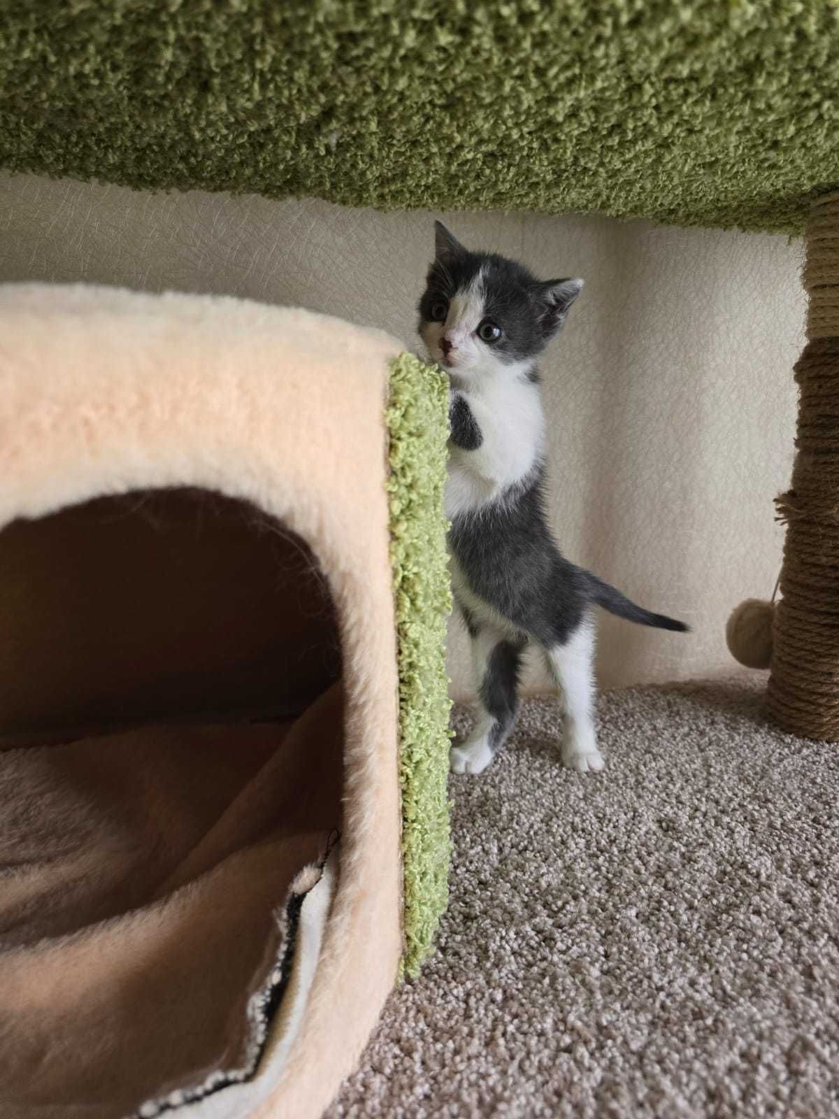 котенок ищет дом