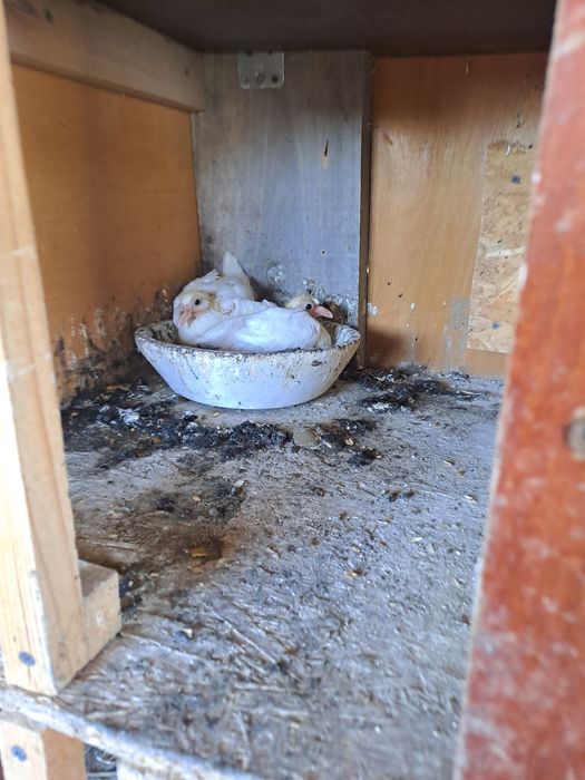 Porumbei voiajori albi